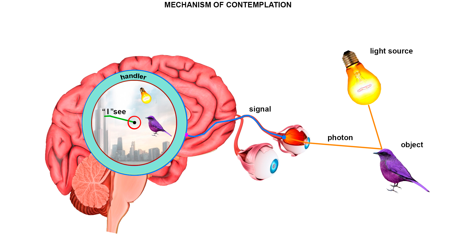 The Mechanism of Contemplation